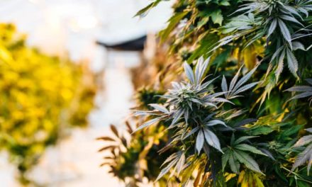 CBD Oil: Are Doctors Recommending It? – mindbodygreen