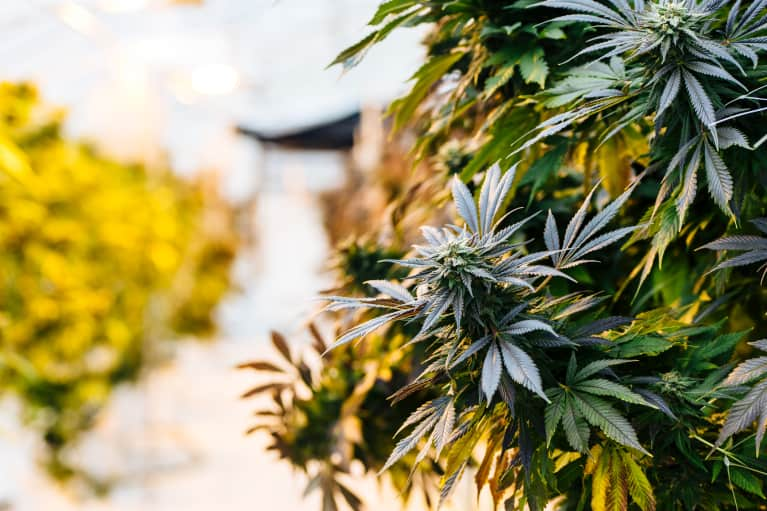 CBD Oil: Are Doctors Recommending It? – mindbodygreen